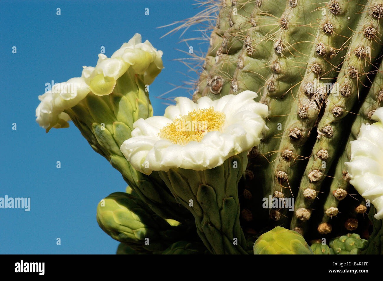 Springtime Saguaro Cactus Blossoms In The Sonoran Desert In Arizona Stock Photo Alamy