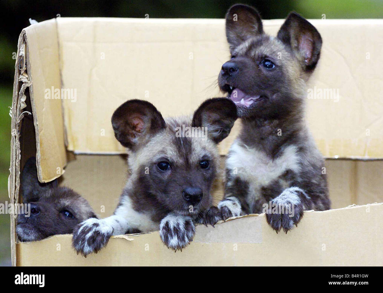 Puppy power! ... the West Midland Safari Park has 3 African Wild Dog puppies have been hand reared by Deputy Warden Angela Potter after their mother rejected them at birth. They have been named Mansa Razi and Femi. Stock Photo