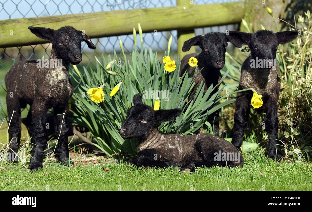 Lambs with daffodils hires stock photography and images Alamy