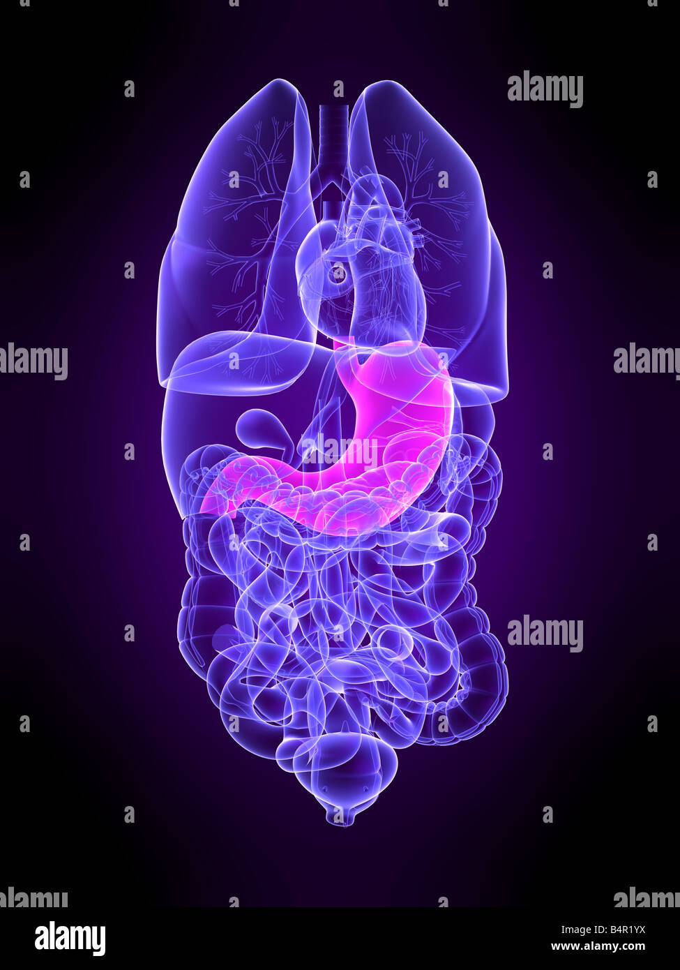 Human Viscera High Resolution Stock Photography and Images - Alamy