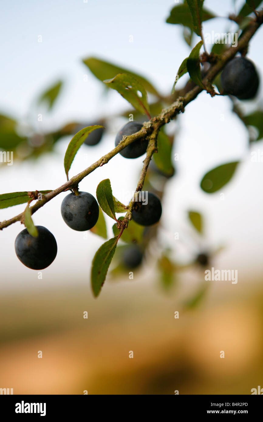 sloe berries on a sloe bush Stock Photo Alamy