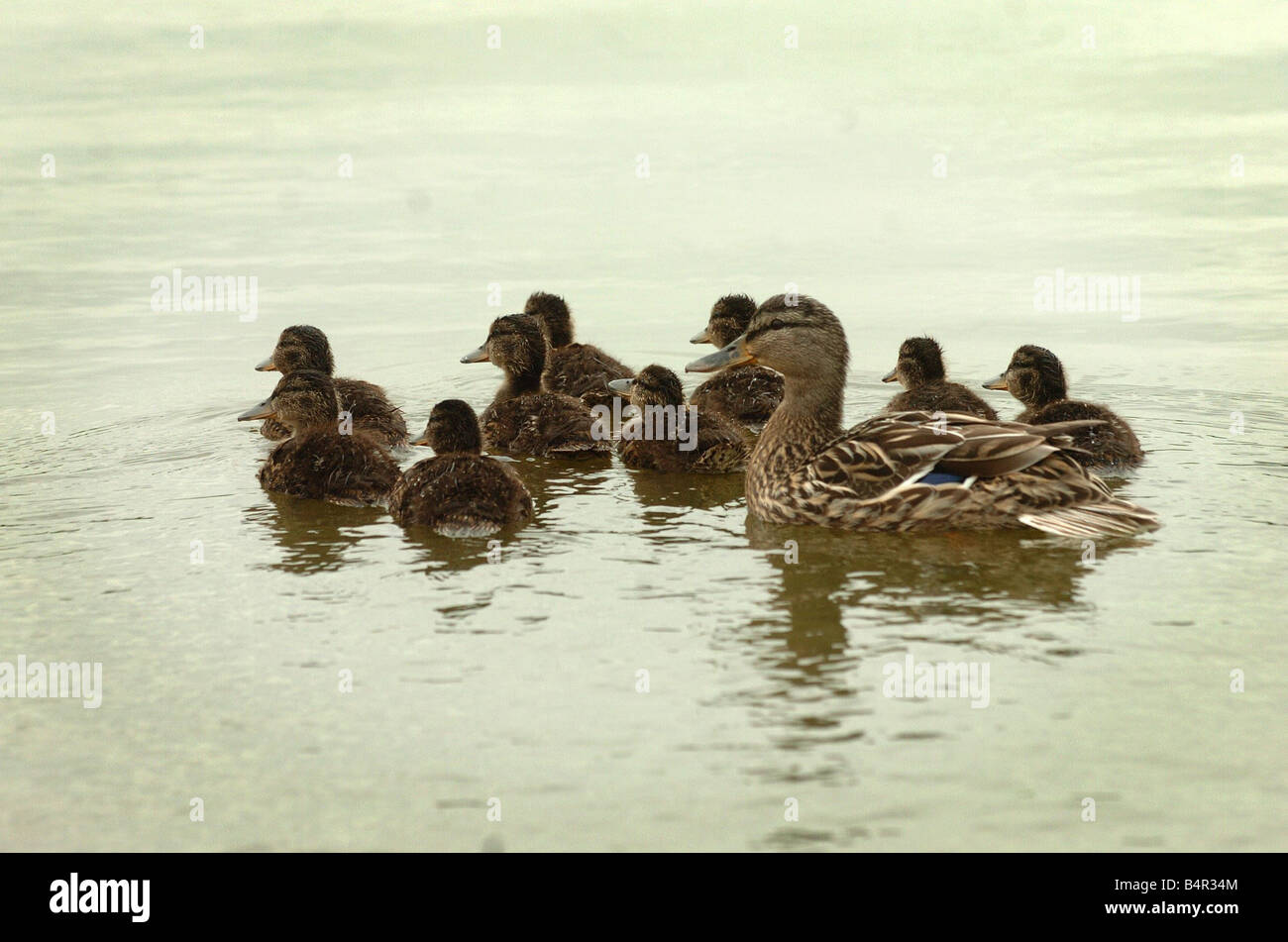 Duck and her ducklings. Lavender Hall Fisheries in Berkswell, Warwickshire. Stock Photo