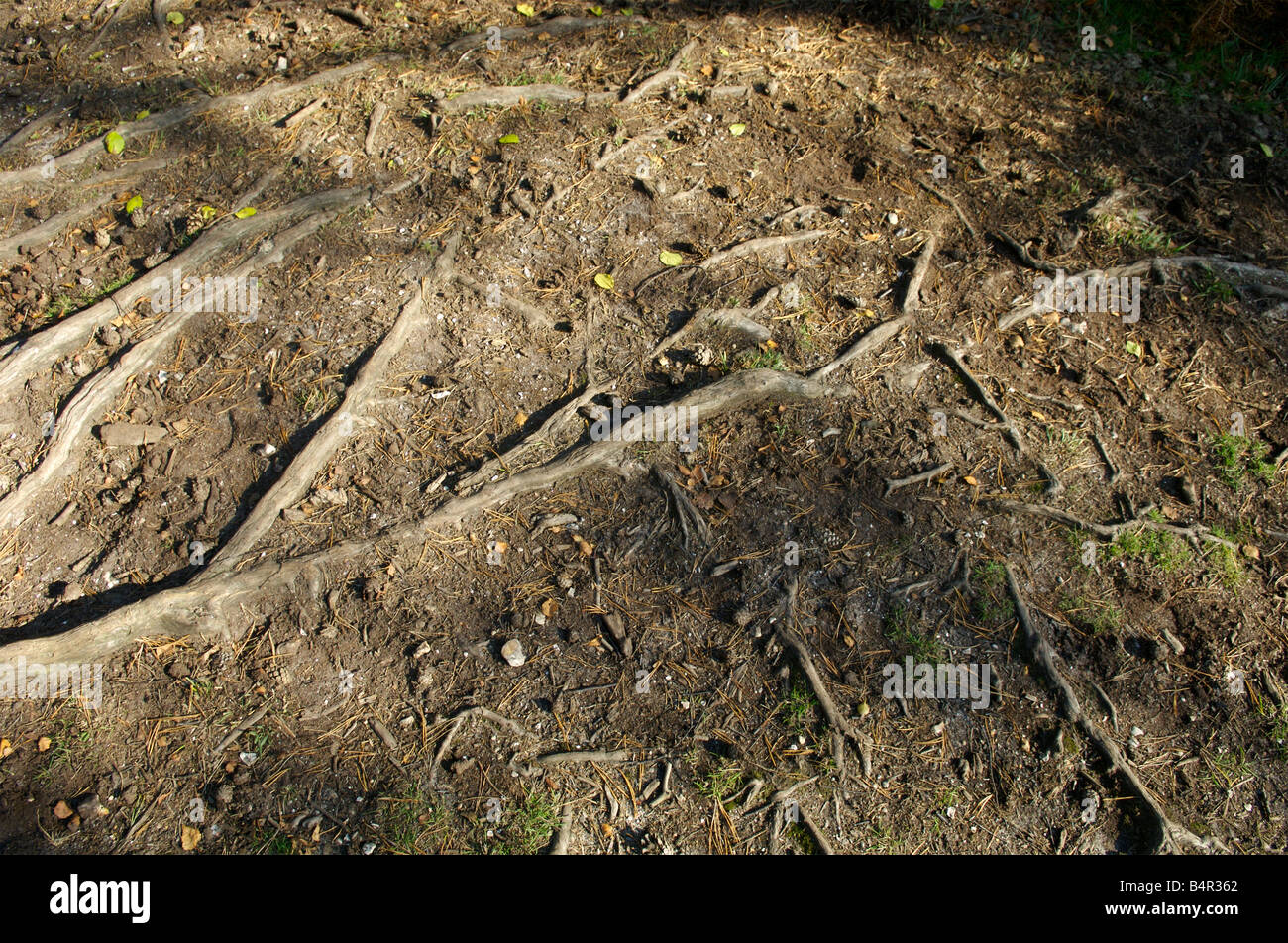 Roots from an ancient tree in the New Forest, Hampshire Stock Photo - Alamy
