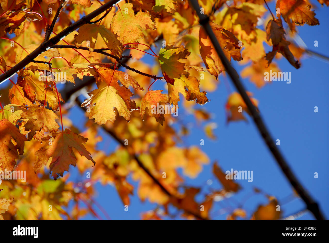 Backlit fall maple leaves with bright blue sky Stock Photo - Alamy