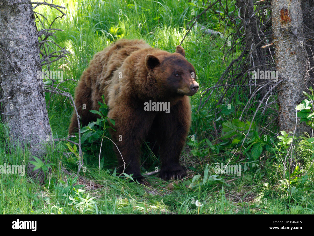 Cinnamon coloured Black Bear Ursus americanus hunting for food in Yellowstone Park in July Stock Photo