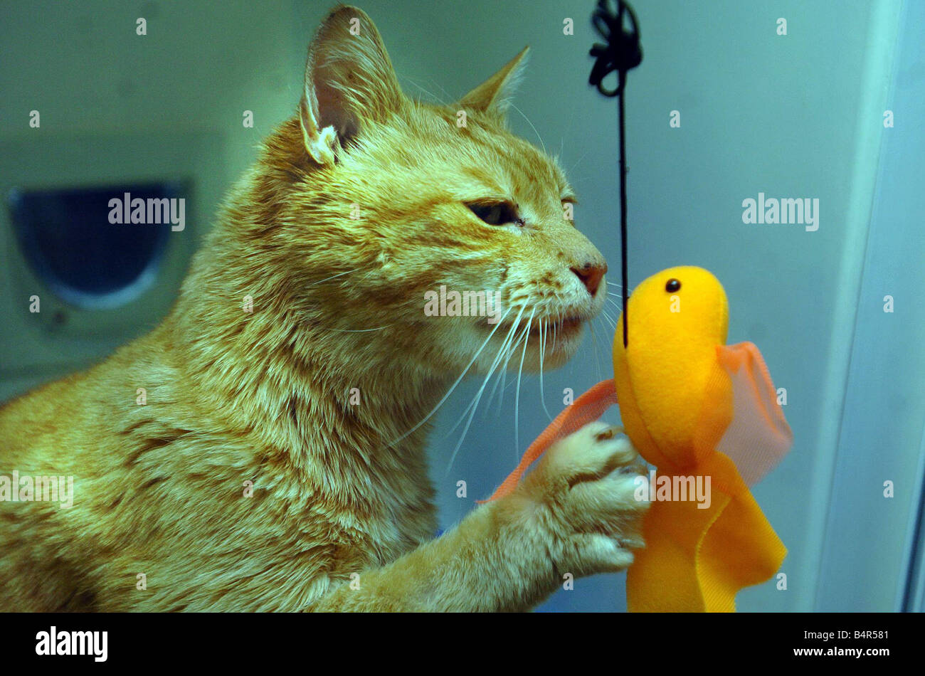 Cats Protection Adoption Centre Pant Hirwaun Bryncethin The mild