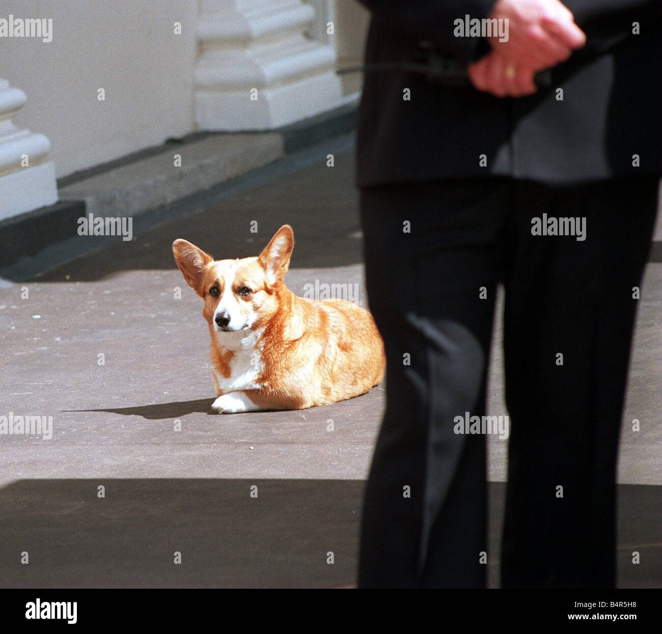 Queen with corgi hi-res stock photography and images - Alamy, image size:1300x1245