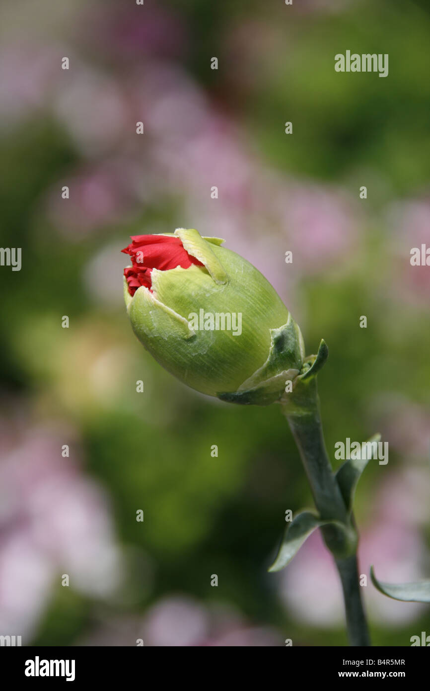 detail of red flower bud head sprout sprouting tip plant in garden