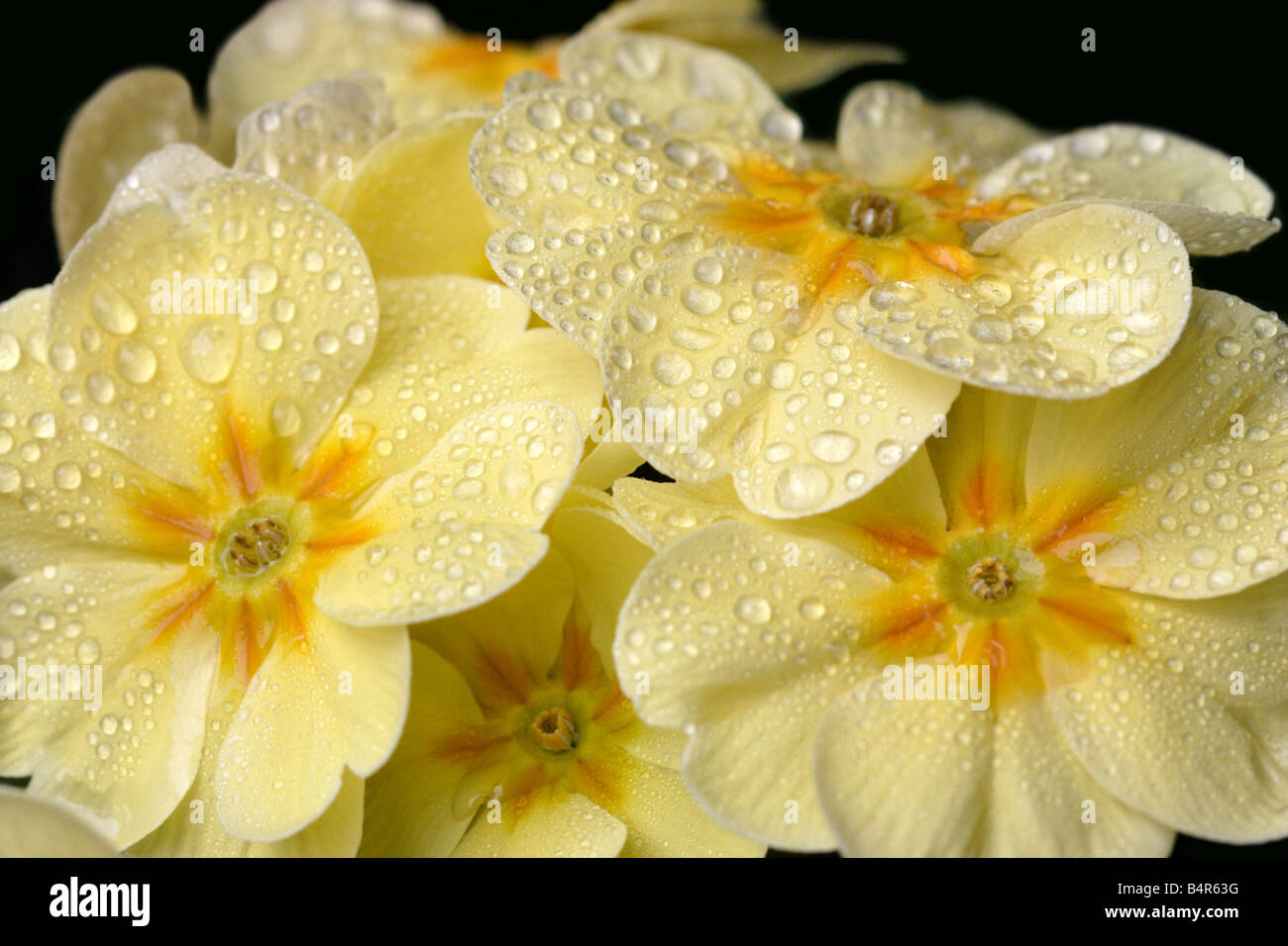 Yellow Primroses Stock Photo