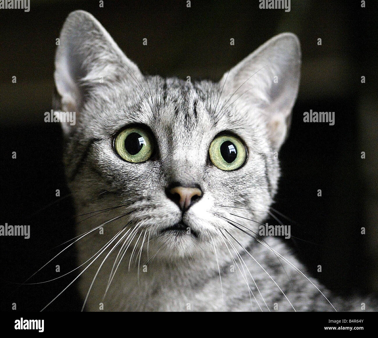 Egyptian Eyes High Resolution Stock Photography And Images Alamy