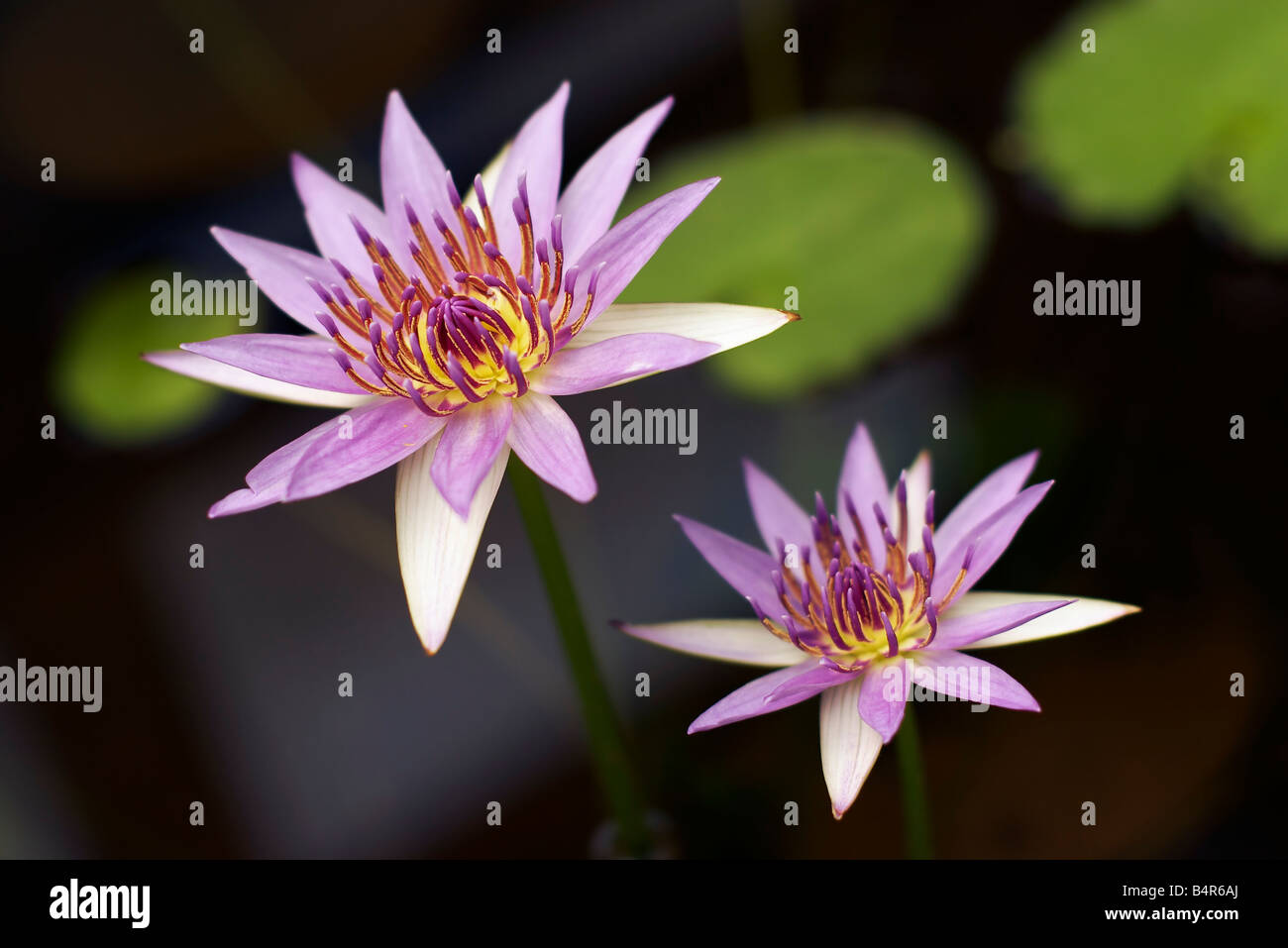 Mauve colored water lilies in an aquatic garden nursery Stock Photo