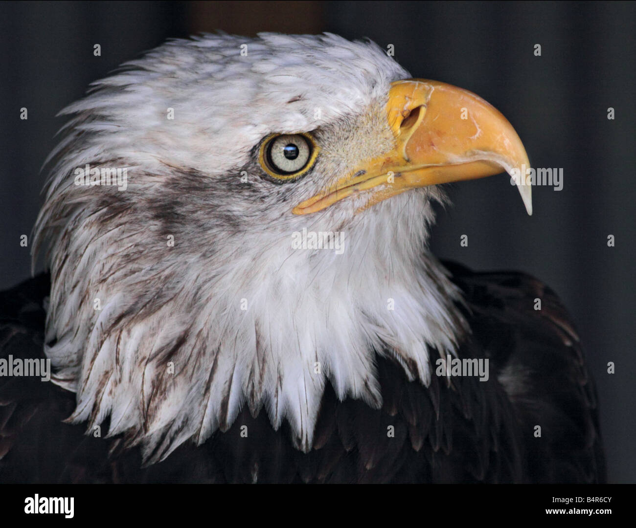 Alaskan Bald Eagle (Haliaeetus leucocephalus) portrait, UK Stock Photo