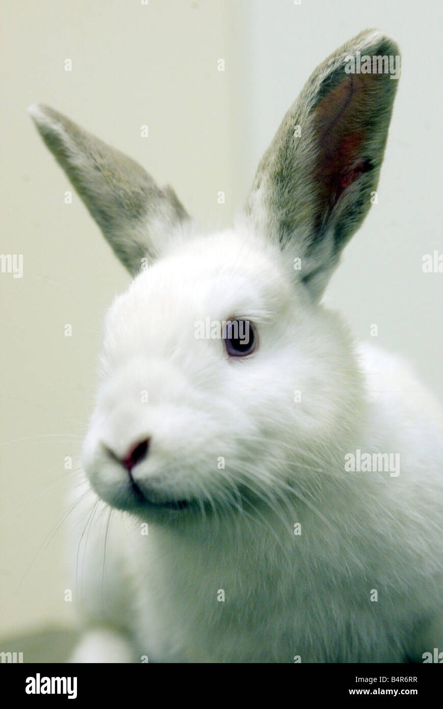 Cream the rabbit 16 04 03 Stock Photo - Alamy
