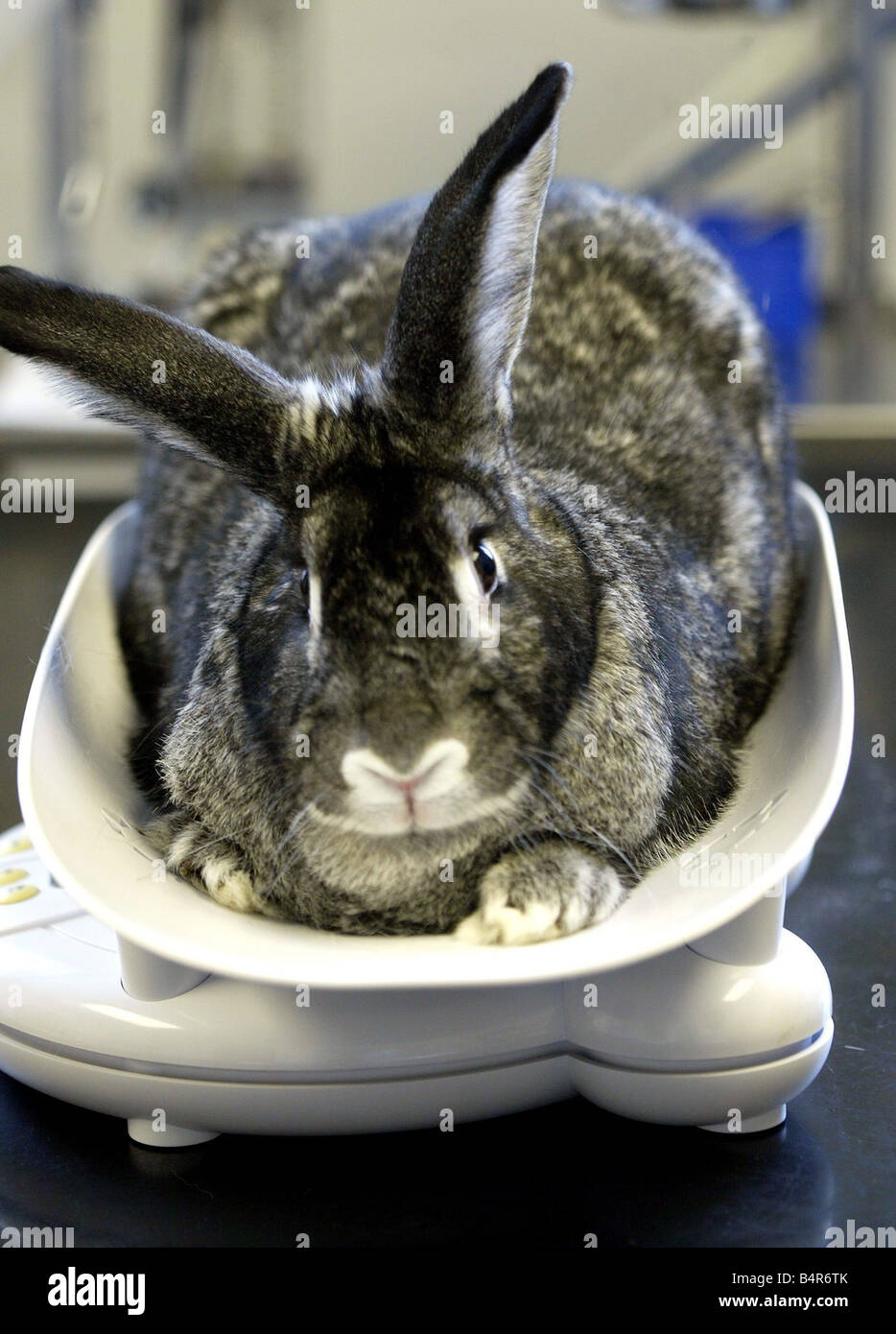 Brian the overweight rabbit on the scales Stock Photo - Alamy