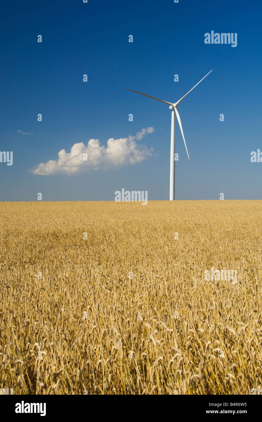Windmills on the prairies with grain fields near St Leon Manitoba Canada Stock Photo