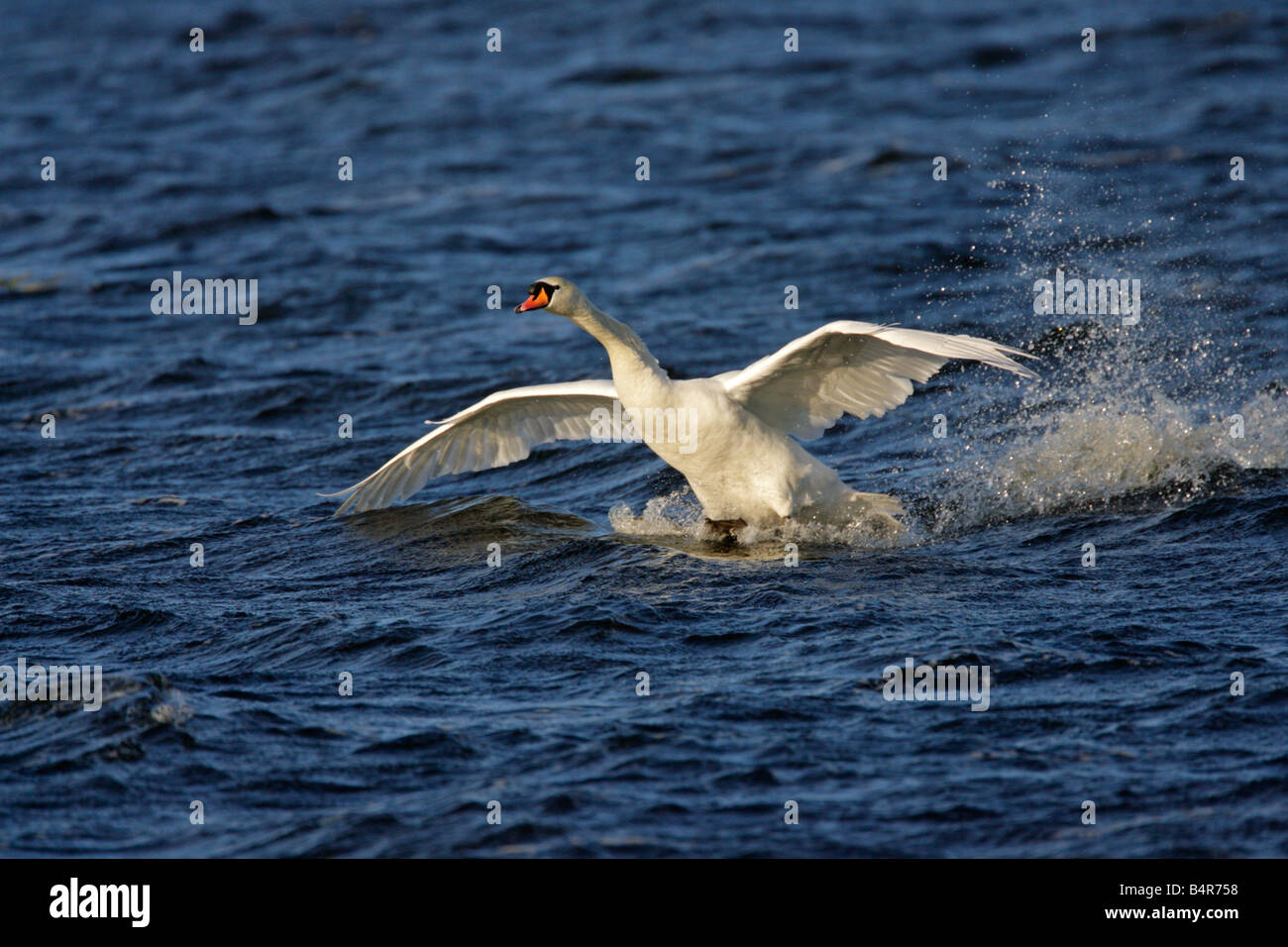 Mute swan landing on water hires stock photography and images Alamy