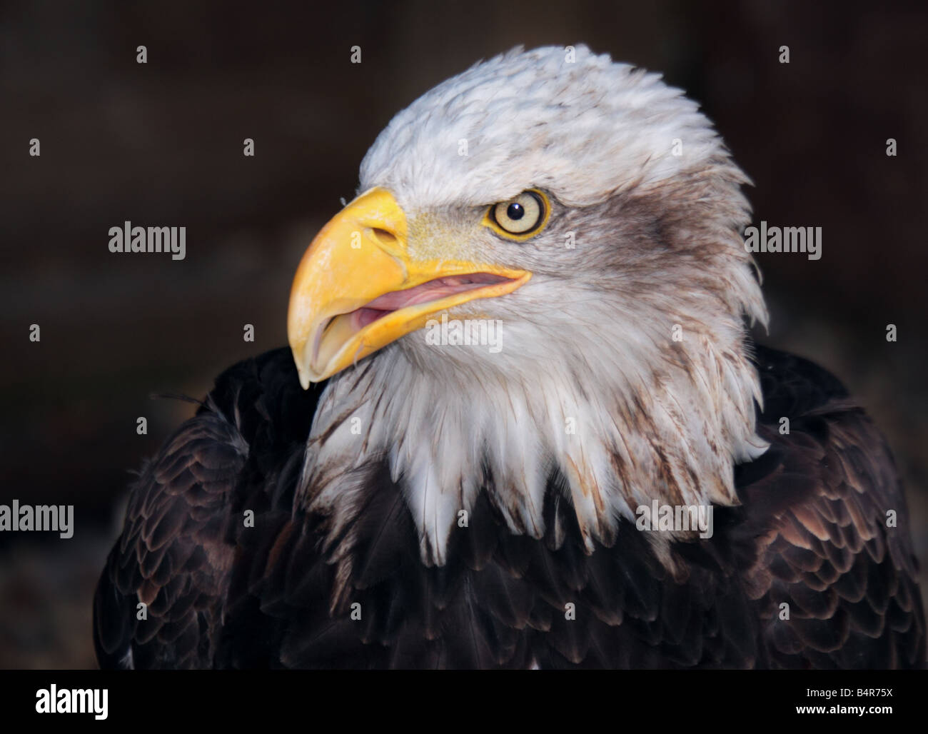 Alaskan Bald Eagle (Haliaeetus leucocephalus) portrait, UK Stock Photo
