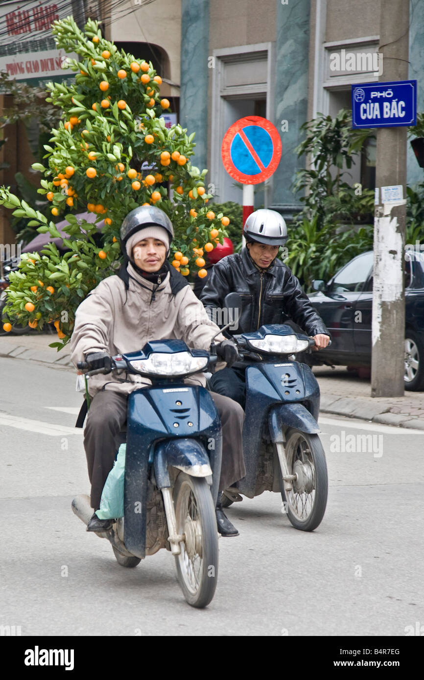 Vietnam tet tree hires stock photography and images Alamy