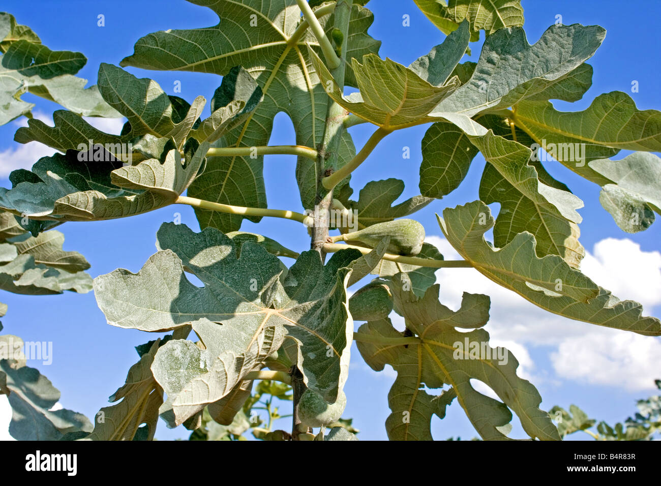 Fig tree with fruits Stock Photo
