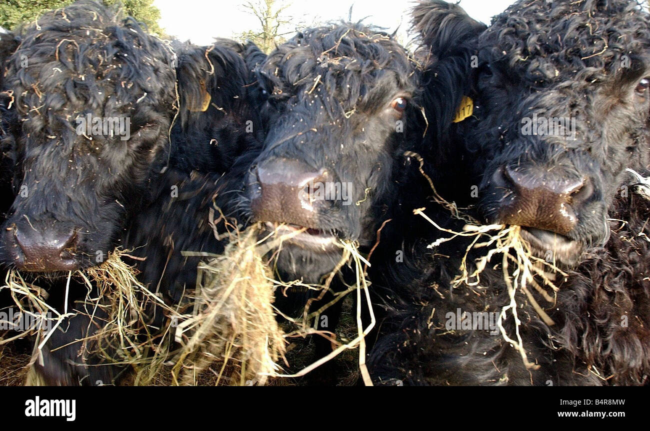 Rare breed of Belted Galloway Cattle 01 06 01 Stock Photo - Alamy