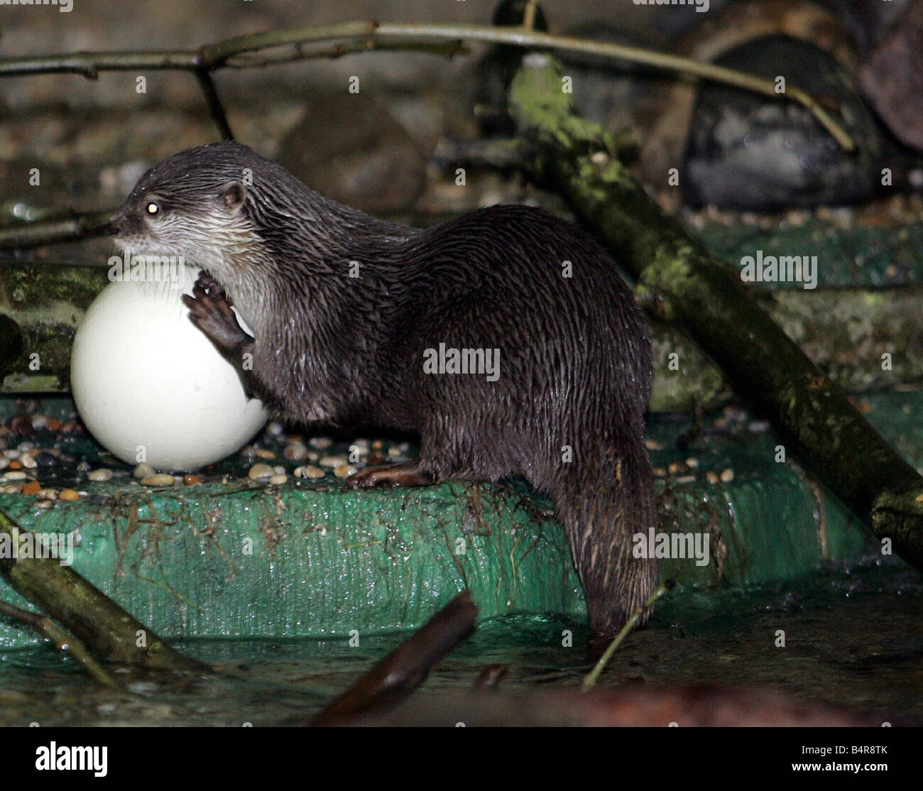 Asian short clawed otter s play with an ostrich eggs at Blue Reef as part  of their Easter treat 23 03 05 Stock Photo - Alamy