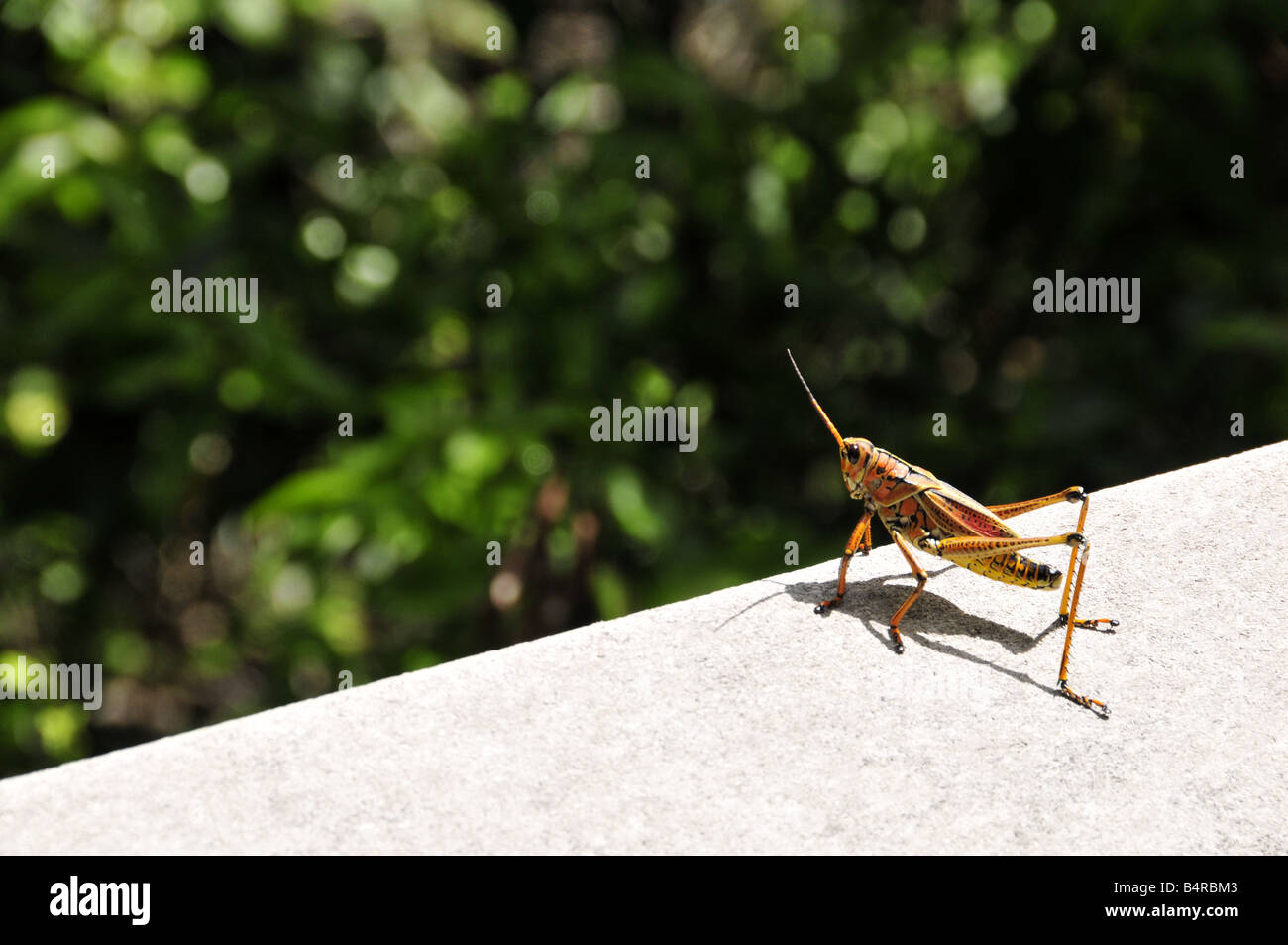 grasshopper at everglades florida Stock Photo