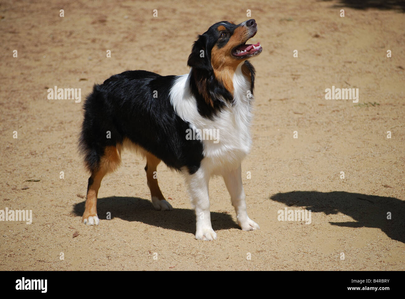 Daphne is an AKC registered purebred Australian Shepherd puppy 8 months old  black tri color Stock Photo - Alamy