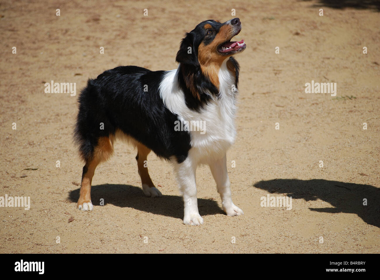 english shepherd akc