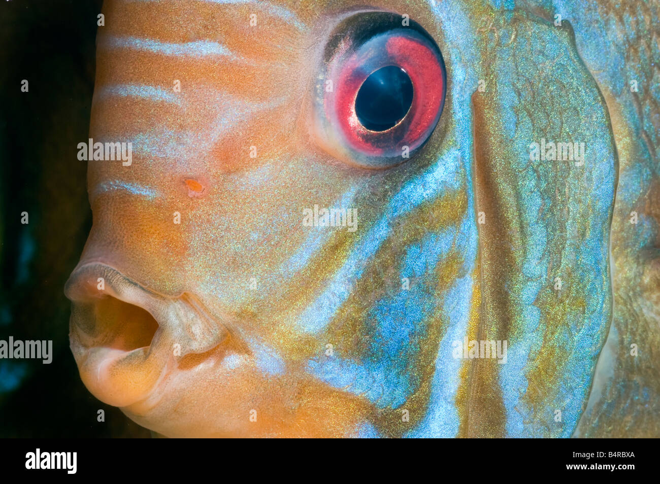pompadour diskus SANTAREM DISCUS fish Cichlid portrait closeup face red eye mouth male blue cyan orange red Stock Photo