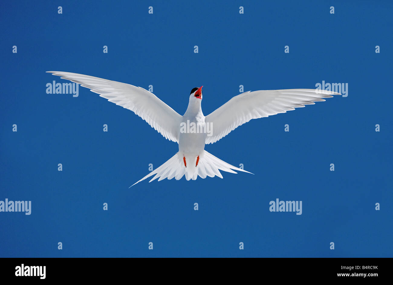 South american birds hi-res stock photography and images - Alamy