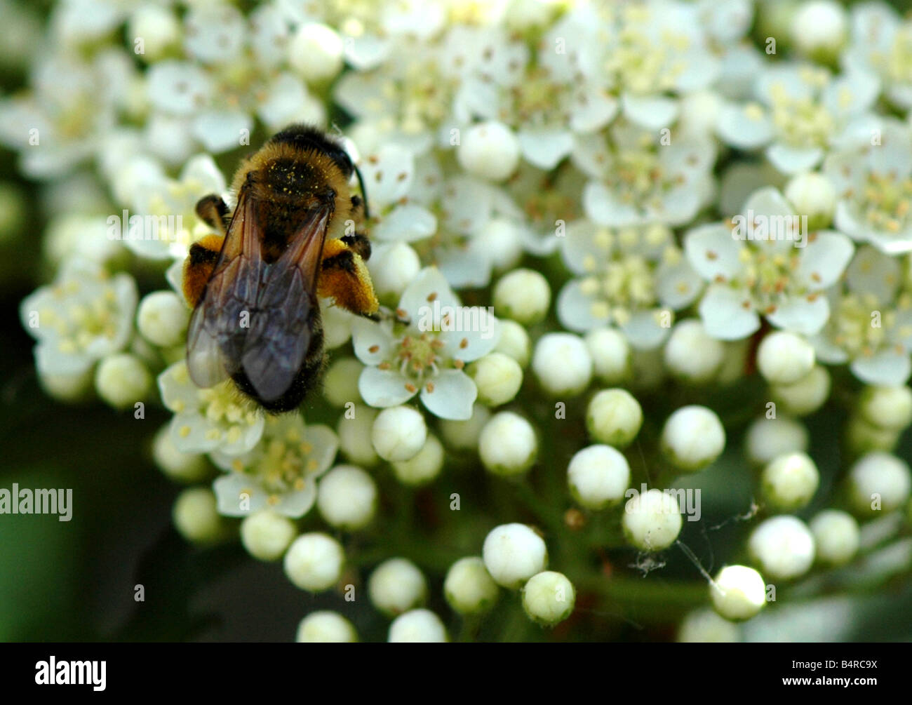 A Common Carder Bee on a Pyracantha bud Stock Photo