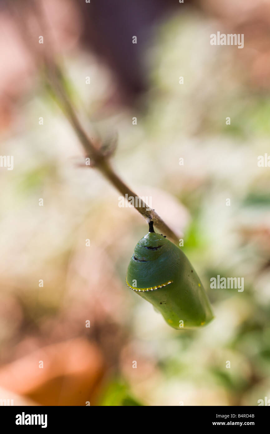 Chrysalis butterfly hires stock photography and images Alamy