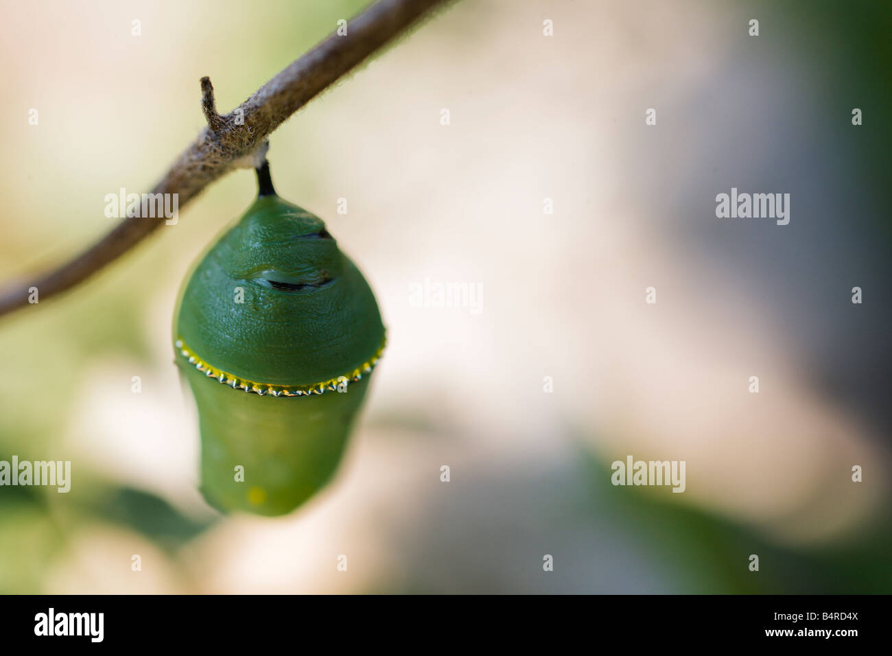 A monarch Chrysalis hangs from a twig in the garden, it's small gold spikes shimmering in the dappled sunlight. Stock Photo