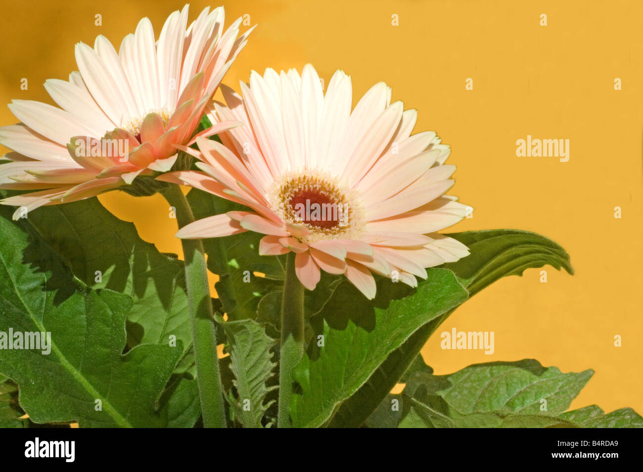 Gerbera daisies Stock Photo