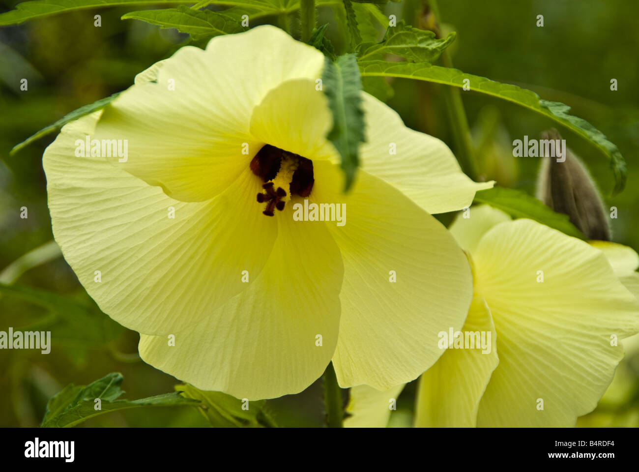 Close-up of Abelmoschus manihot blossom in late summer and fall garden.. Stock Photo