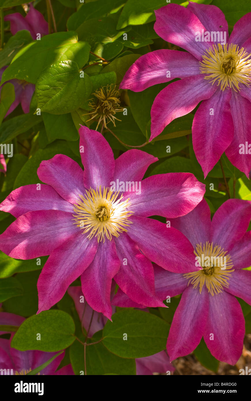 Flowers of the vine Clematis 'Pink Champagne' Stock Photo