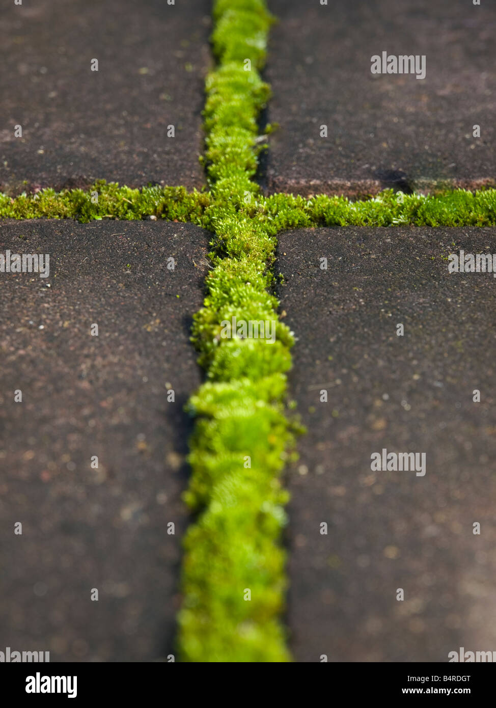 Moss Growing Between Paving Stones Stock Photo 20184552 Alamy