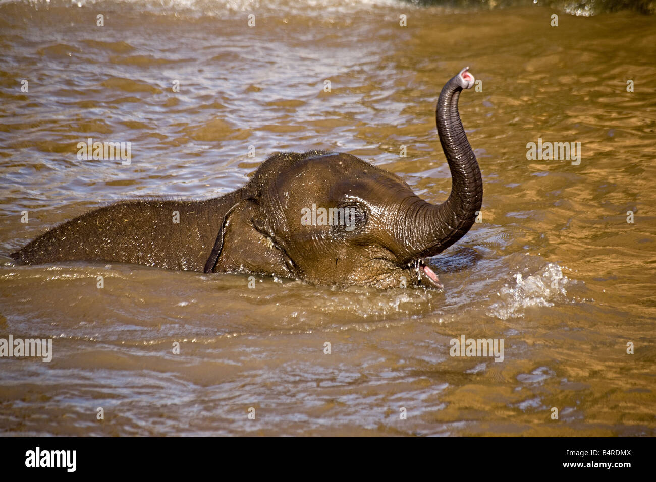 A very young baby elephant playing while bathing in a lake Stock Photo