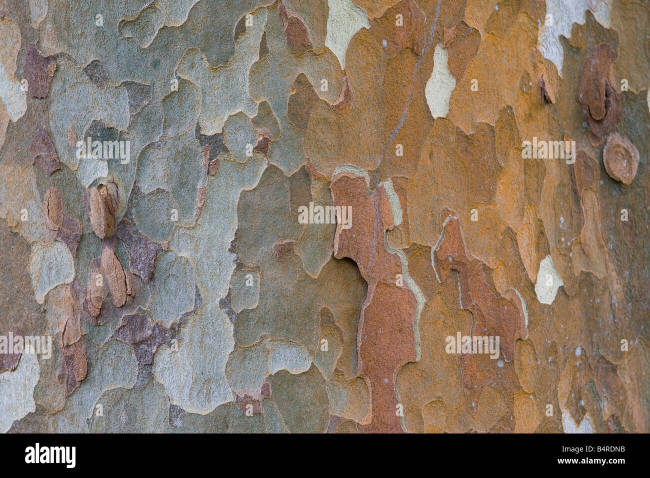 Tree with bark like Camouflage Stock Photo Alamy