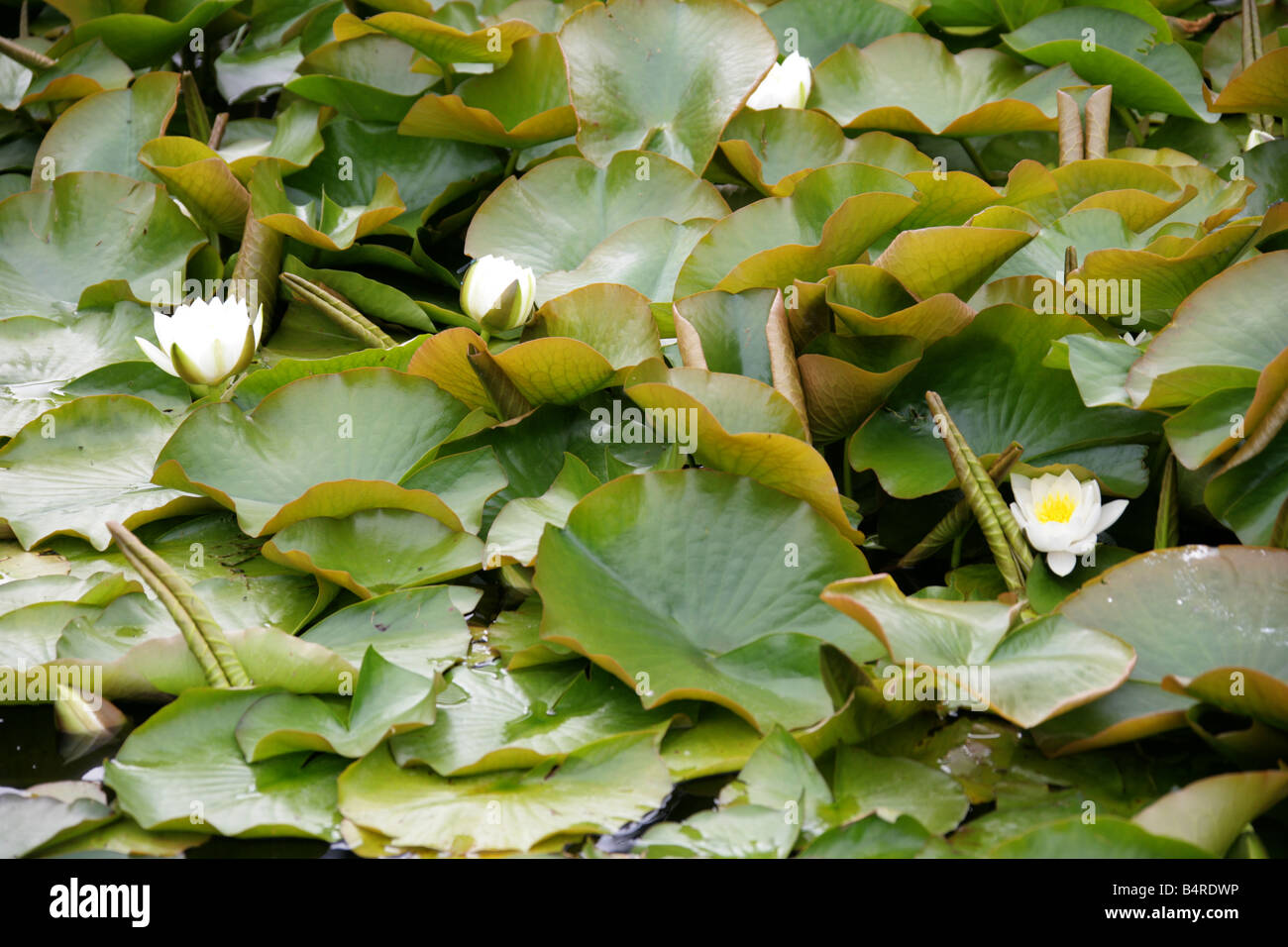 European White Water-Lily, European White Waterlily, White Pond Lily or White Water Lily, Nymphaea alba, Nymphaeaceae Stock Photo