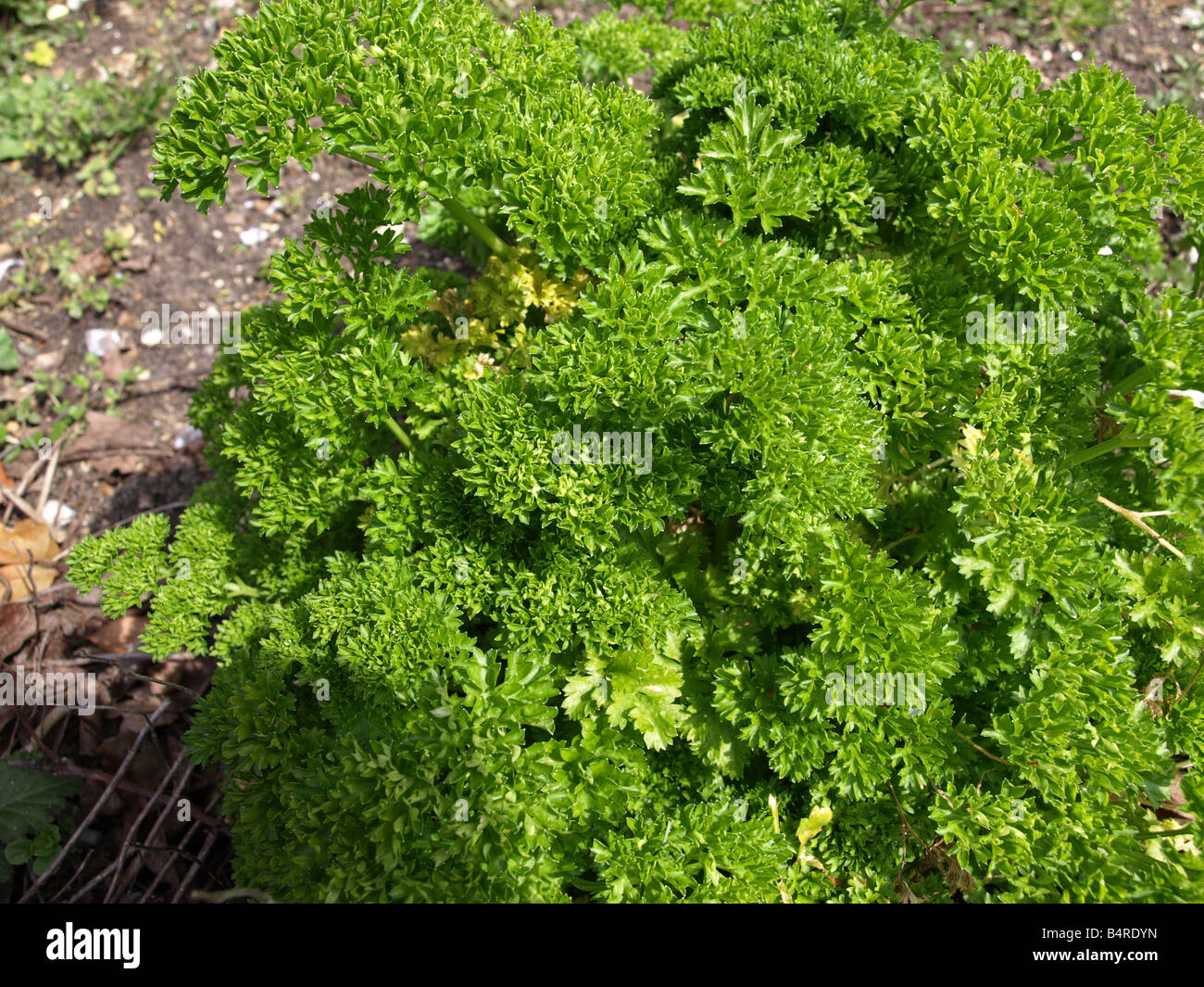 Parsley Plant, Wild, Green, Edible herb. OLYMPUS DIGITAL CAMERA Stock Photo