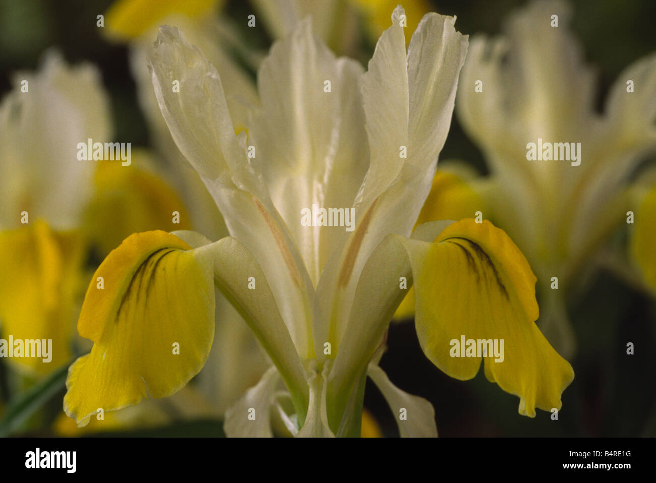 Iris bucharica AGM Close up of yellow and white Juno iris. Stock Photo