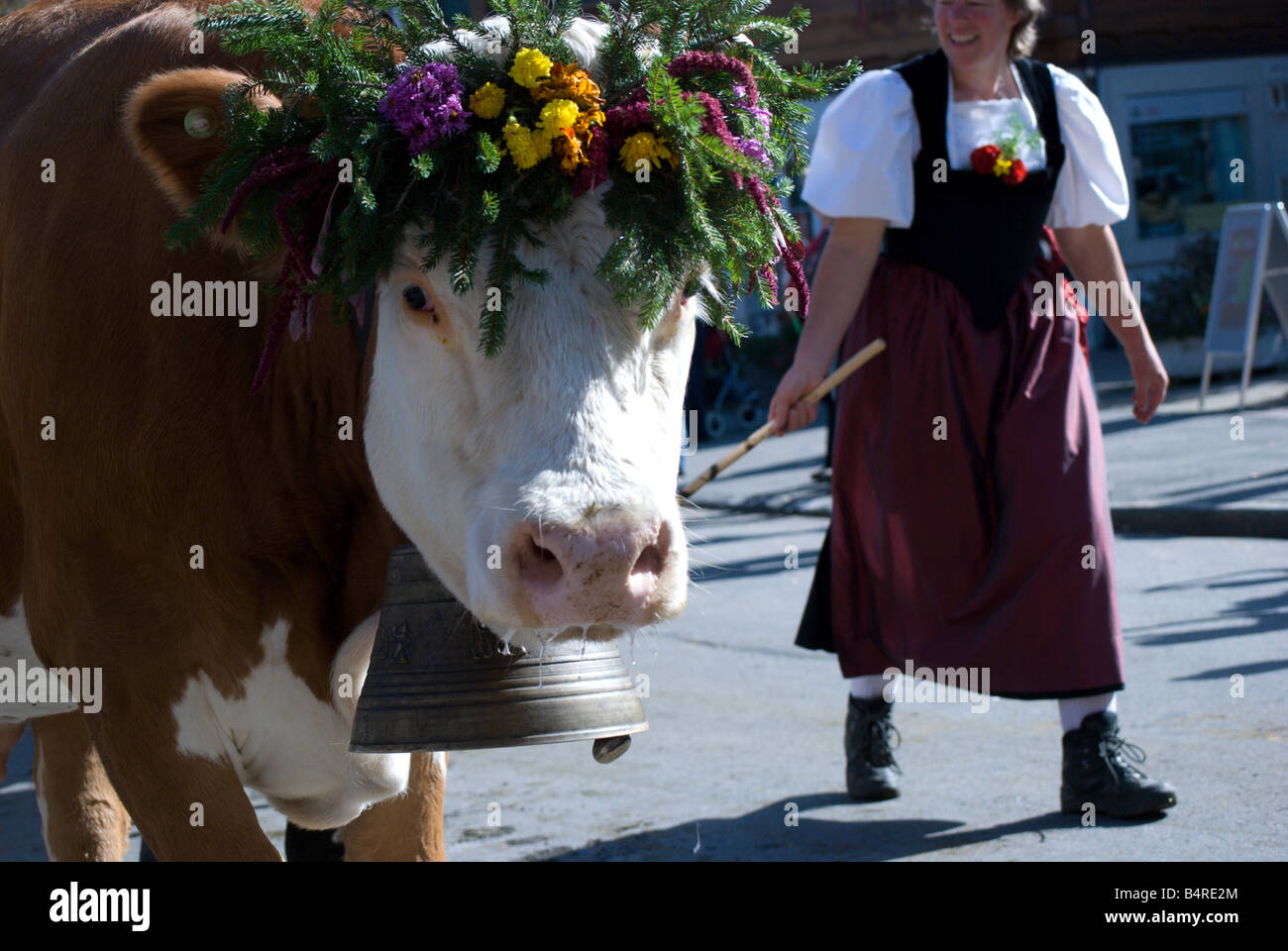 Cows wearing a flower headdress for the annual Alpenfest and crowning of the queen; Lenk, Switzerland Stock Photo