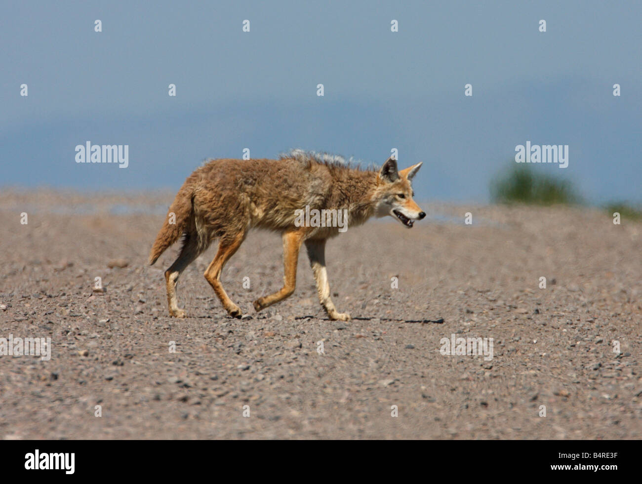 Coyote Canis latrans crossing a gravel track in Red Rock Lakes National Wildlife Refuge Montana in July Stock Photo