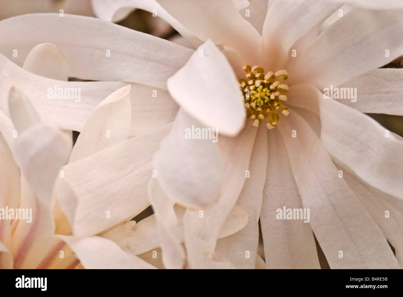 Close-up of the strap-shaped blossoms of Magnolia stellata 'Royal Star' (star magnolia) which bloom in late winter/early spring. Stock Photo