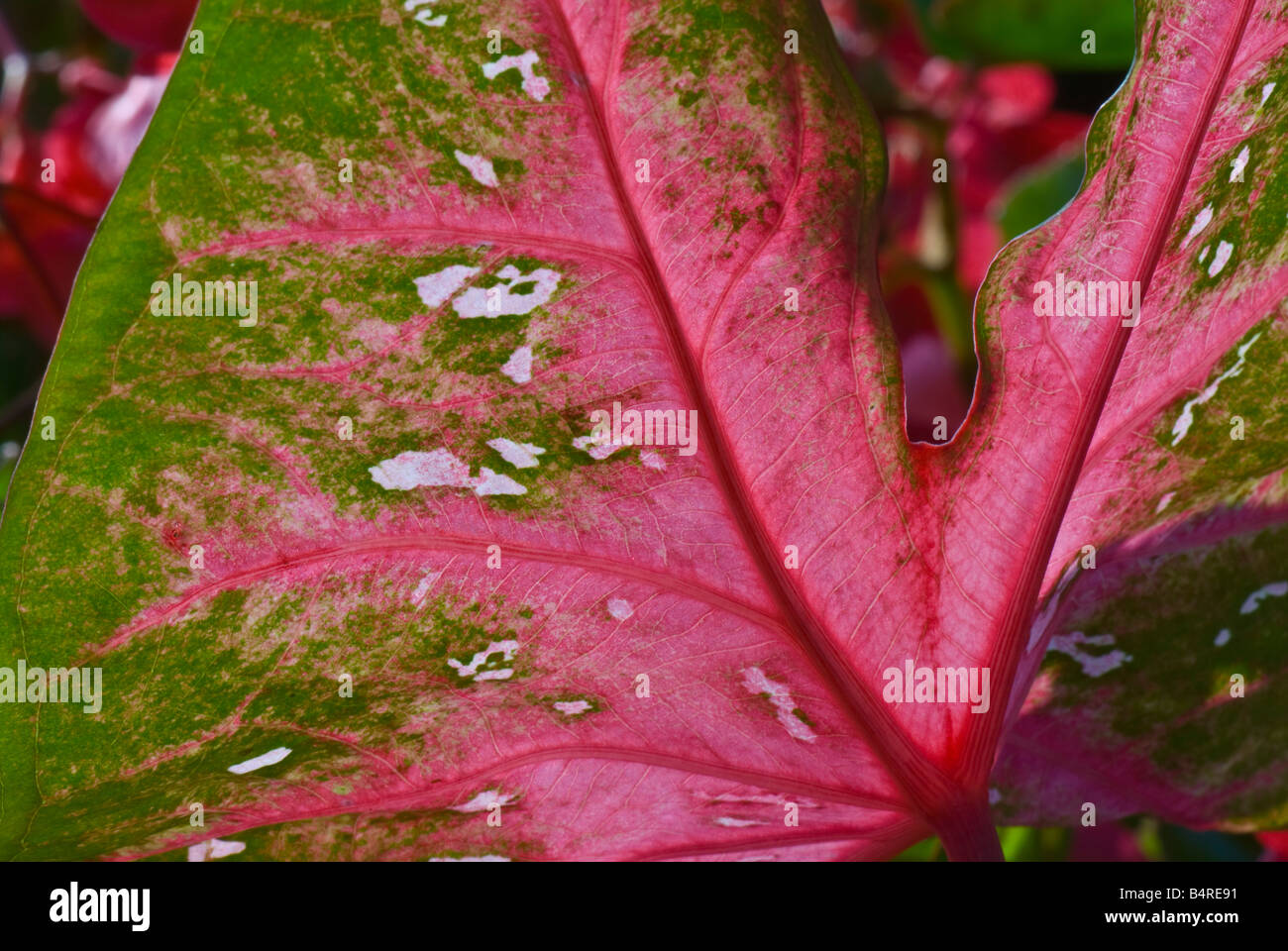 Caladium bicolor red flash hi-res stock photography and images - Alamy