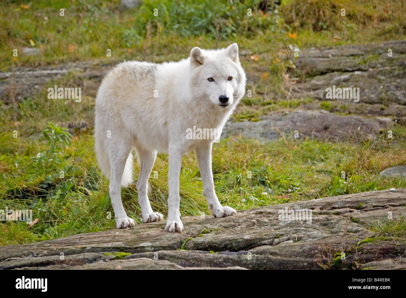 Arctic Wolf in Autumn. Stock Photo