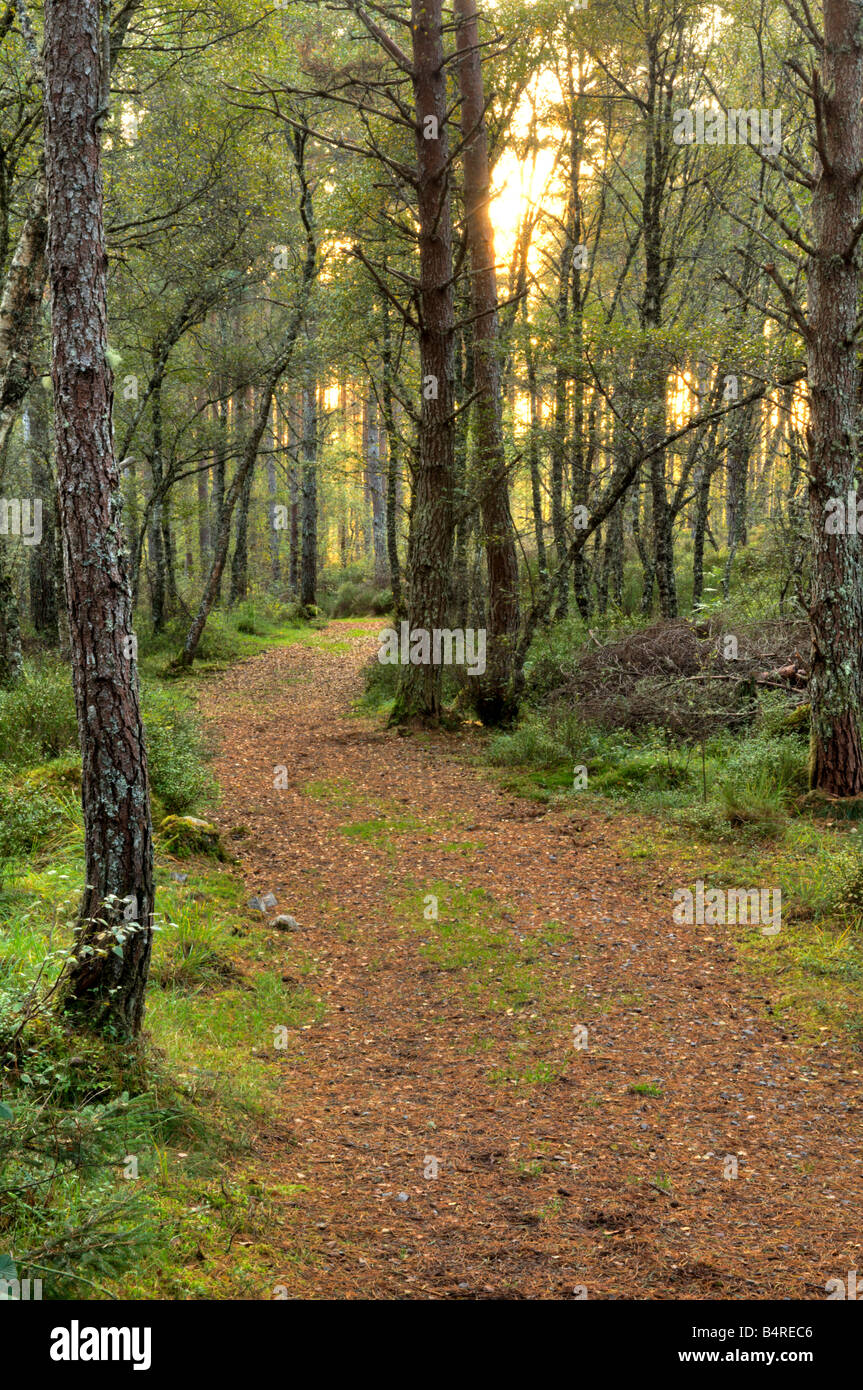 Woodland path at Ravens rock gorge, covered in pine needles with the early evening sun poking its way behind the trees. Stock Photo