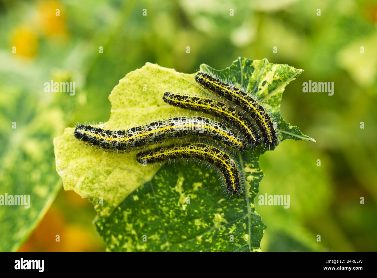 Four caterpillars of the cabbage white butterfly eating a nasturtium leaf Stock Photo