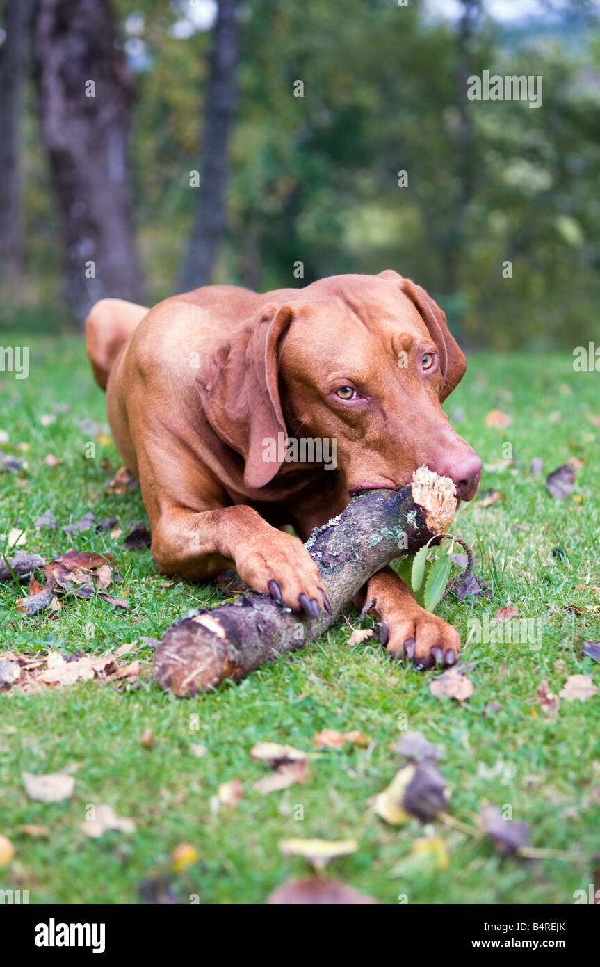 Hungarian Vizsla dog chewing a large piece of wood in field with fallen leaves surrounding him Stock Photo